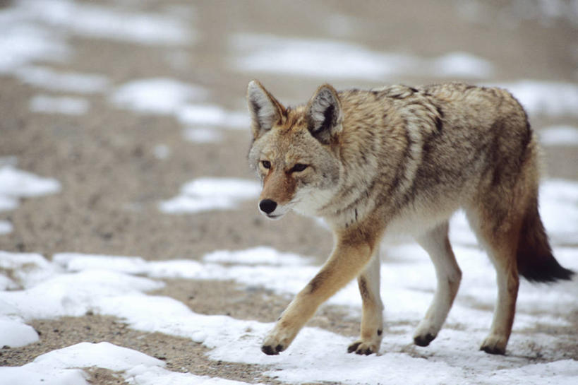 无人,公园,走,横图,室外,白天,正面,旅游,度假,美景,雪,大雪,狼,野生动物,美国,朦胧,模糊,积雪,景观,雪景,冬季,冬天,注视,娱乐,一只,自然,动物,观察,看,享受,休闲,景色,放松,寒冷,观看,察看,北美,北美洲,国家公园,关注,自然风光,郊狼,美洲,凶猛,丛林狼,科罗拉多州,科罗拉多,北亚美利加洲,亚美利加洲,严寒,百年州,洛基山国家公园,美国落矶山国家公园,残暴,凶残,灰狼,步行,散步,走路,彩图,全身,落基山国家公园,犬科动物