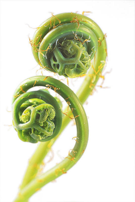 无人,竖图,室内,特写,白天,白色背景,正面,植物,两个,绿色,自然,摄影,影棚,生长,成长,蕨类,蕨类植物,猪鬃草,掌叶铁线蕨,铁线蕨,水猪毛土,铁丝草,铁线草,彩图,影棚拍摄,拍摄,真蕨,猪鬃七