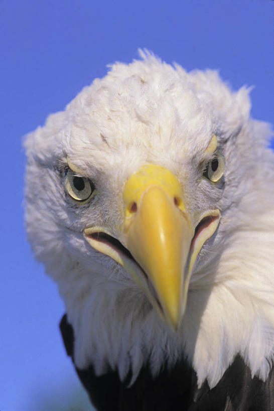 头,无人,竖图,室外,特写,白天,仰视,美景,鸟,野生动物,阴影,光线,鸟类,影子,景观,注视,一只,蓝色,蓝天,天空,阳光,自然,动物,天,观察,看,张嘴,景色,栖息,晴朗,观看,察看,关注,自然风光,白头鹰,凶猛,休憩,张大嘴巴,万里无云,海雕,白头海雕,美洲雕,憩息,栖身,残暴,凶残,头部,晴空,晴空万里,张开嘴,半身,彩图,低角度拍摄