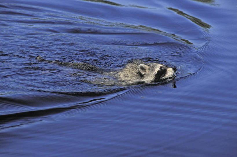 游泳,无人,横图,俯视,室外,白天,河流,美景,水,野生动物,阴影,波纹,光线,影子,河水,景观,水流,注视,一只,水纹,阳光,自然,动物,波浪,观察,看,景色,可爱,活泼,观看,察看,关注,自然风光,浣熊,泅水,拍浮,彩图,高角度拍摄,全身