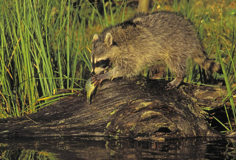 海鲜,无人,吃,横图,室外,白天,侧面,河流,美景,水,植物,野生动物,一条,波纹,朦胧,模糊,鱼,河水,景观,水流,水草,树桩,注视,水产,鱼类,海洋生物,树,树干,倒影,水纹,自然,动物,波浪,观察,看,抓,木桩,景色,可爱,活泼,生长,成长,观看,察看,倒映,关注,自然风光,水生动物,海产品,浣熊,水生物,海底动物,白鼻豿,反照,嚼,食,彩图,全身