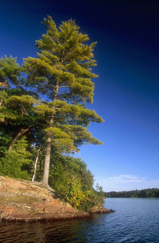 无人,公园,竖图,室外,白天,仰视,旅游,度假,湖,湖泊,美景,水,植物,叶子,加拿大,阴影,光线,影子,湖面,景观,水流,水面,绿叶,娱乐,树,树木,蓝色,绿色,蓝天,天空,阳光,自然,湖水,天,享受,休闲,嫩叶,景色,放松,生长,晴朗,成长,北美,北美洲,自然风光,美洲,万里无云,北亚美利加洲,亚美利加洲,安大略省,安省,基拉尼省立公园,省立公园,叶,叶片,晴空,晴空万里,彩图,低角度拍摄