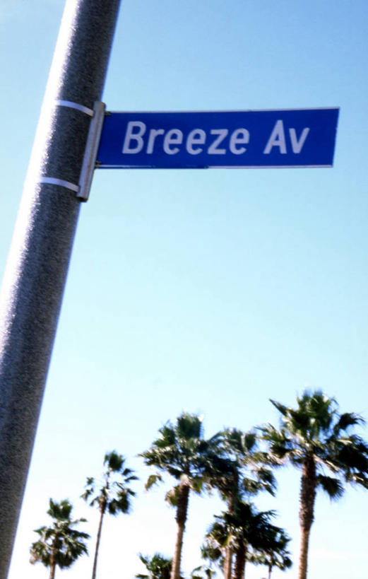 无人,竖图,室外,白天,仰视,旅游,度假,美景,植物,城市,棕榈树,叶子,美国,阴影,平静,光线,英文,标志,文字,影子,字符,字母,景观,绿叶,娱乐,标识,树,树木,蓝色,绿色,蓝天,天空,阳光,自然,天,享受,休闲,嫩叶,景色,安静,放松,生长,晴朗,成长,英文字母,宁静,北美,北美洲,静谧,加利福尼亚,自然风光,美洲,棕榈叶,加州,洛杉矶,加利福尼亚州,万里无云,金州,黄金州,威尼斯海滩,北亚美利加洲,亚美利加洲,沉静,恬静,安祥,僻静,清静,太平,天使之城,叶,叶片,晴空,晴空万里,彩图,低角度拍摄