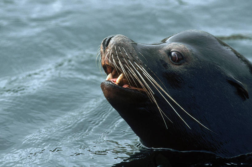 游泳,胡须,无人,横图,室外,特写,白天,侧面,海浪,海洋,美景,哺乳动物,海狮,野生动物,加拿大,阴影,波纹,平静,光线,影子,景观,浪花,注视,一只,倒影,水纹,阳光,自然,海水,动物,波浪,观察,看,景色,安静,可爱,活泼,观看,宁静,察看,倒映,北美,北美洲,关注,静谧,自然风光,美洲,海景,北亚美利加洲,亚美利加洲,沉静,泅水,恬静,安祥,僻静,清静,太平,卑诗省,不列颠哥伦比亚,不列颠哥伦比亚省,温哥华岛,反照,髯毛,拍浮,加州海狮,大海,风浪,海,海水的波动,近岸浪,涌浪,半身,彩图,卑斯省