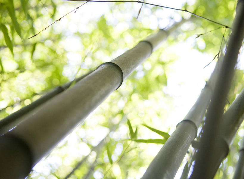 无人,横图,室外,白天,仰视,旅游,度假,纯洁,美景,竹子,阴影,朦胧,模糊,高耸,平静,光线,影子,景观,娱乐,阳光,自然,享受,休闲,景色,安静,放松,茂密,茂盛,宁静,高雅,静谧,自然风光,奉献,质朴,正直,沉静,恬静,安祥,僻静,清静,太平,担当,挺拔,竹,彩图,低角度拍摄,奋进,操守,四君子,岁寒三友,性坚,虚怀,虚心,善群,卓尔