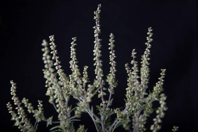 无人,横图,室内,特写,白天,正面,植物,阴影,黑色背景,盛开,光线,影子,灯光,草药,药草,花蕾,中药,花,花瓣,花朵,鲜花,花苞,花蕊,摄影,影棚,药材,中草药,中药材,本草,艾叶破布草,美洲艾,豚草,彩图,影棚拍摄,拍摄