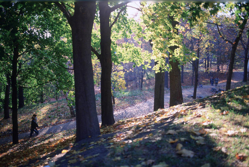 无人,横图,俯视,室外,白天,旅游,度假,草地,草坪,美景,树林,植物,道路,路,叶子,加拿大,阴影,平静,光线,影子,景观,小路,枯叶,落叶,交通,娱乐,草,树,树木,绿色,阳光,自然,享受,休闲,景色,安静,放松,生长,成长,宁静,北美,北美洲,静谧,自然风光,美洲,北亚美利加洲,亚美利加洲,沉静,恬静,安祥,僻静,清静,太平,魁北克省,蒙特利尔,蒙特利尔市,蒙特娄,圣人之城,皇家山,叶,叶片,彩图,高角度拍摄,古壁省,魁省,蒙特利尔皇家山公园