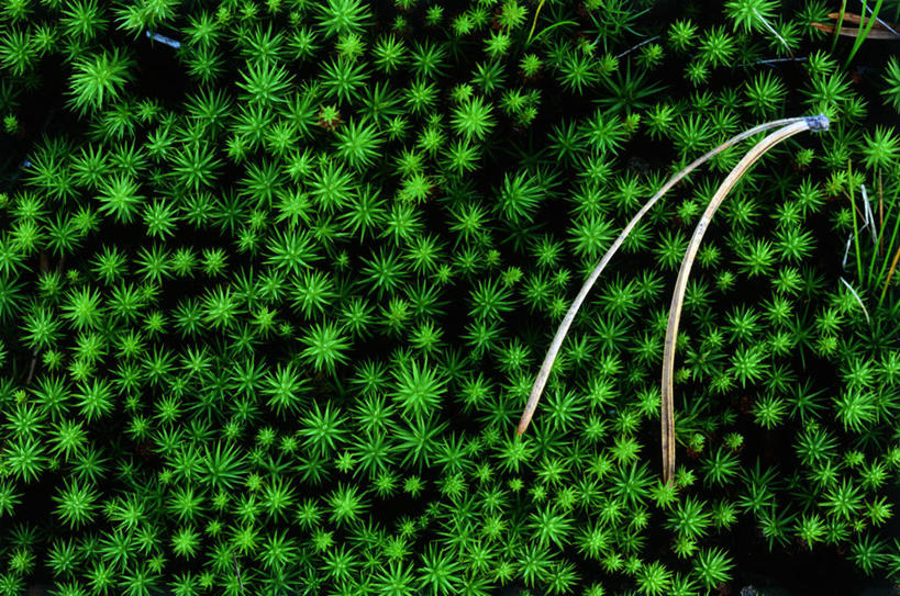 无人,横图,俯视,室外,特写,白天,美景,植物,阴影,平静,光线,影子,景观,青苔,苔藓,绿色,阳光,自然,景色,安静,茂密,茂盛,生长,成长,宁静,静谧,自然风光,沉静,恬静,安祥,僻静,清静,太平,彩图,高角度拍摄