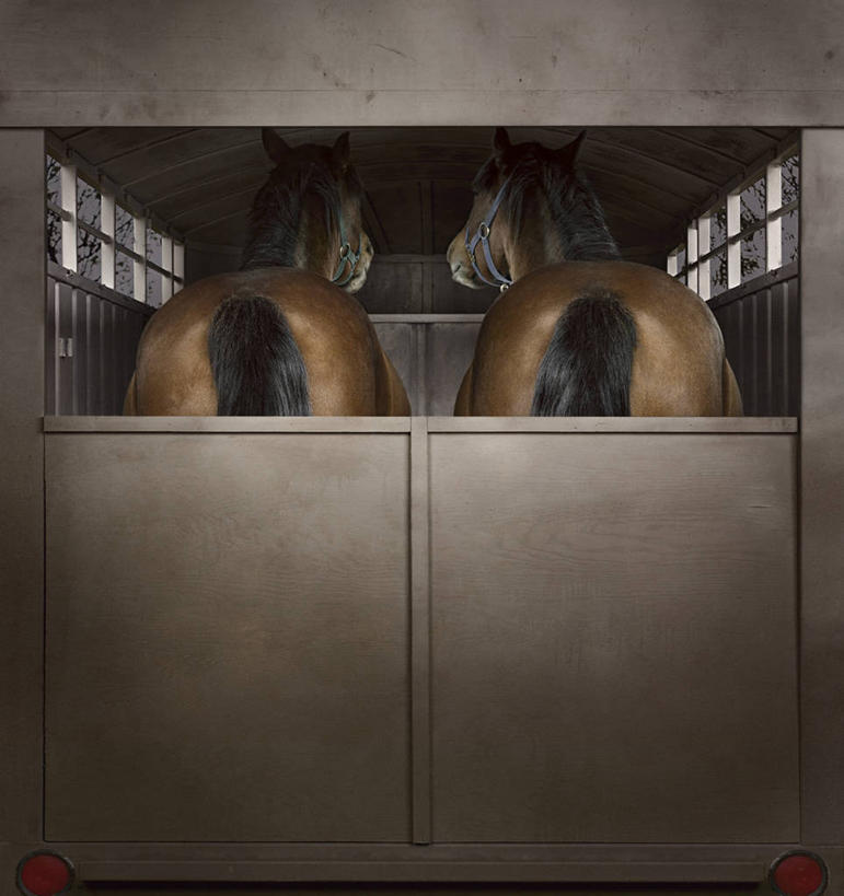 无人,农场,站,竖图,室内,白天,重复,畜牧业,牧场,马,野生动物,阴影,丰富,光线,影子,灯光,褐色,注视,背面,动物,观察,看,站着,成熟,运输,牲畜,观看,察看,两匹,关注,畜牧,牧业,谦让,随和,反复,站立,半身,彩图