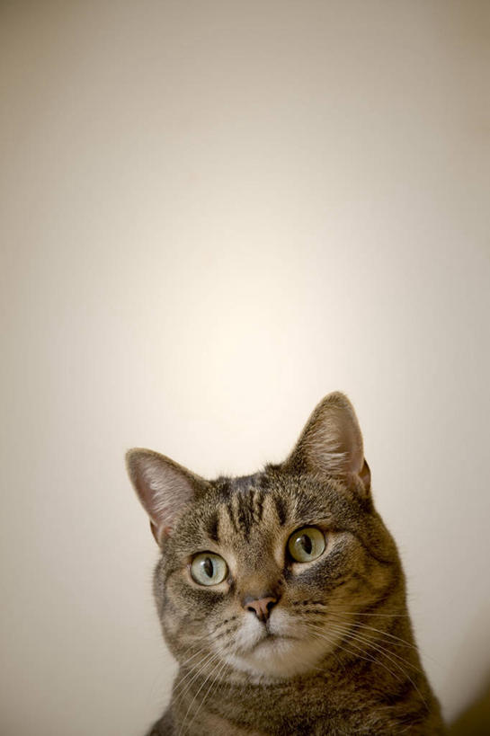 头,无人,坐,竖图,室内,特写,白天,正面,宠物,猫,朦胧,模糊,扭头,注视,一只,动物,观察,看,转头,可爱,观看,好奇,察看,关注,猫咪,头部,坐着,半身,彩图