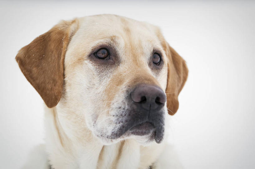 头,无人,坐,横图,室内,特写,白天,正面,宠物,狗,朦胧,模糊,拉布拉多,扭头,注视,拉布拉多猎犬,一只,动物,观察,看,转头,可爱,观看,好奇,察看,关注,拉布拉多犬,忠诚,头部,犬,坐着,半身,彩图