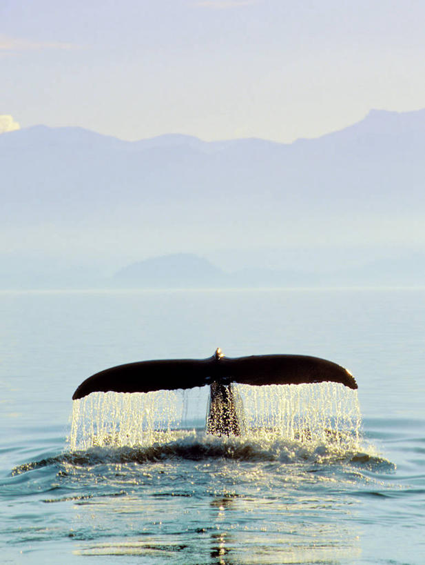 游泳,无人,竖图,室外,白天,正面,旅游,度假,海浪,海洋,美景,水,哺乳动物,鲸鱼,一头,阴影,飞溅,溅,光线,液体,影子,景观,浪花,水滴,娱乐,海洋生物,水珠,一只,阳光,自然,海水,动物,享受,休闲,景色,放松,鲸,座头鲸,喷洒,自然风光,水生动物,水生物,海景,海底动物,泅水,鲸类,大翅鲸,巨臂鲸,锯臂鲸,驼背鲸,拍浮,大海,风浪,海,海水的波动,近岸浪,涌浪,半身,彩图