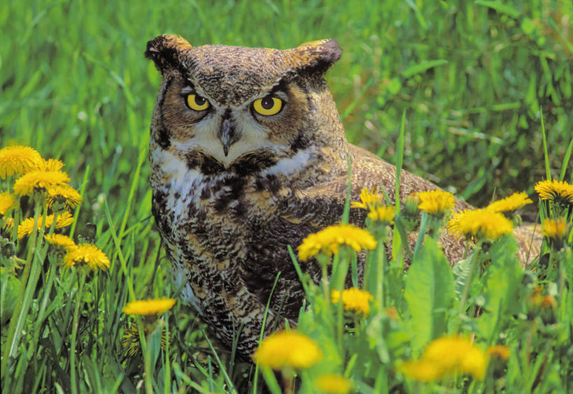 无人,站,横图,室外,白天,正面,爱情,美景,植物,蒲公英,猫头鹰,鸟,野生动物,许多,盛开,鸟类,景观,注视,花,花瓣,花朵,花卉,鲜花,一只,黄色,自然,动物,花蕊,观察,看,站着,景色,观看,察看,关注,自然风光,凶猛,开朗,大雕鸮,残暴,凶残,蒲公草,尿床草,鸮,枭,站立,半身,彩图,大角猫头鹰