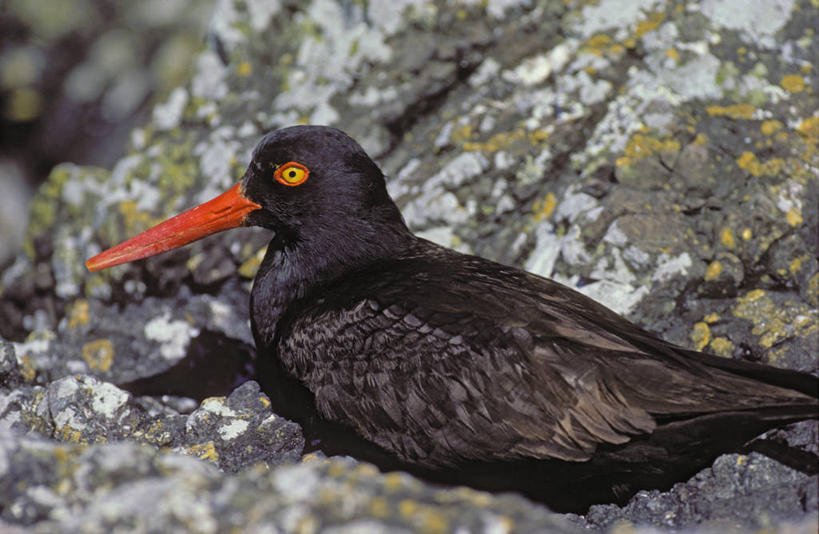 无人,横图,室外,白天,侧面,美景,鸟,美国,阴影,光线,鸟类,影子,景观,注视,一只,阳光,自然,观察,看,趴着,景色,观看,察看,北美,北美洲,关注,自然风光,美洲,北亚美利加洲,亚美利加洲,海喜鹊,蛎鹬,趴,彩图,全身,北美蛎鹬