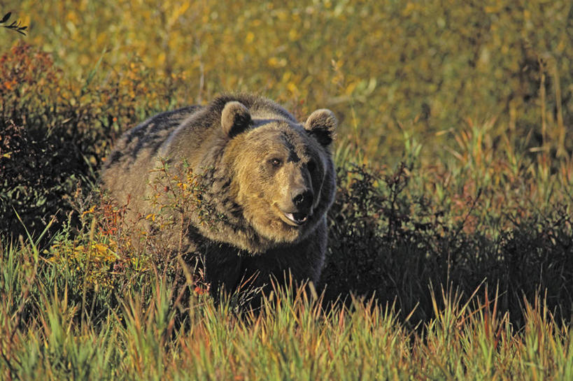 无人,站,走,横图,室外,白天,正面,草地,草坪,植物,野生动物,阴影,光线,影子,注视,草,一只,绿色,阳光,动物,观察,看,站着,可爱,活泼,观看,察看,关注,浣熊,白鼻豿,步行,散步,站立,走路,彩图,全身