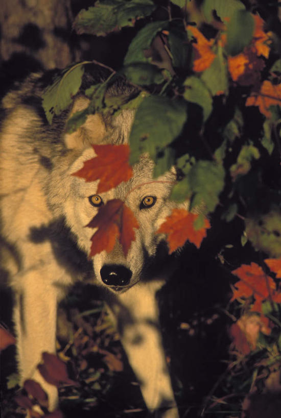 无人,站,竖图,俯视,室外,白天,草地,草坪,植物,狼,野生动物,阴影,光线,影子,注视,草,树,树木,一只,绿色,阳光,自然,动物,观察,看,站着,生长,成长,观看,察看,关注,凶猛,残暴,凶残,灰狼,站立,半身,彩图,高角度拍摄,犬科动物