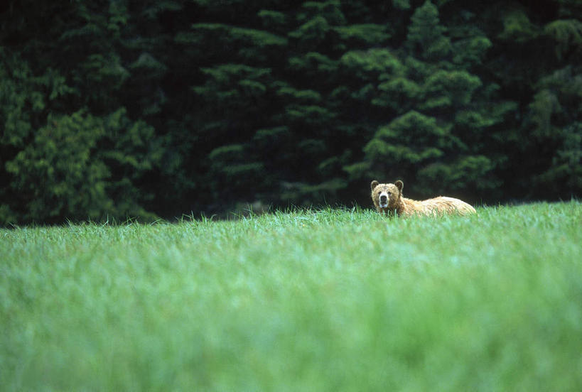无人,站,横图,室外,白天,侧面,草地,草坪,植物,野生动物,朦胧,模糊,注视,草,树,树木,一只,绿色,自然,动物,观察,看,站着,可爱,遮,遮掩,活泼,生长,成长,观看,察看,掩盖,遮挡,关注,浣熊,遮盖,掩饰,白鼻豿,站立,彩图,全身