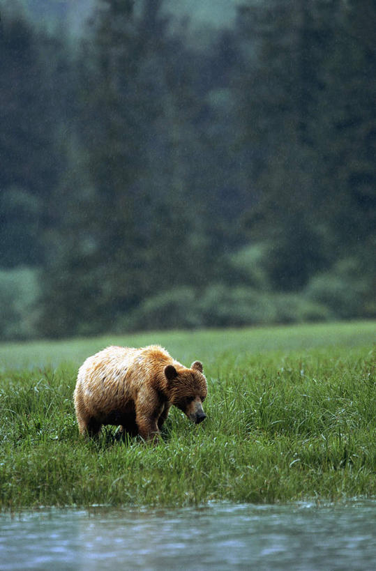 无人,站,走,竖图,室外,白天,侧面,草地,草坪,湖,湖泊,水,植物,野生动物,阴影,光线,影子,湖面,水流,水面,草,树,树木,一只,绿色,倒影,阳光,自然,动物,湖水,站着,可爱,活泼,生长,成长,倒映,浣熊,白鼻豿,反照,步行,散步,站立,走路,彩图,全身