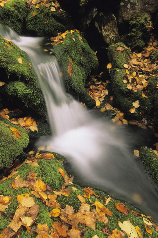 无人,竖图,俯视,室外,白天,旅游,度假,河流,礁石,石头,美景,山,山脉,水,叶子,加拿大,阴影,光线,石子,影子,河水,景观,山峰,水流,枯叶,落叶,山峦,娱乐,阳光,自然,群山,享受,休闲,景色,放松,北美,北美洲,自然风光,美洲,北亚美利加洲,亚美利加洲,新不伦瑞克,新不伦瑞克省,叶,叶片,礁,石块,岩石,彩图,高角度拍摄