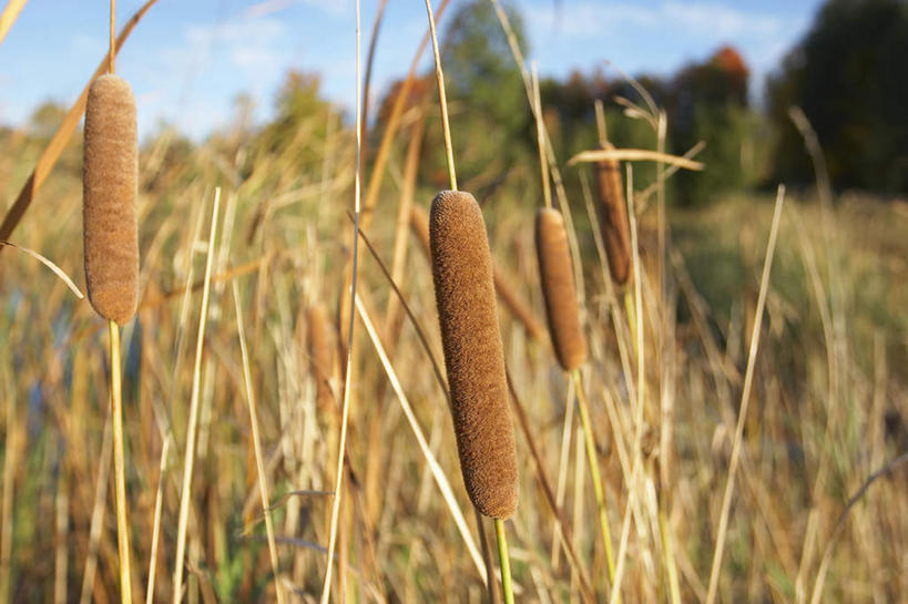 无人,横图,室外,白天,正面,旅游,度假,美景,植物,阴影,光线,影子,景观,云,云朵,云彩,娱乐,树,树木,蓝色,绿色,白云,蓝天,天空,阳光,自然,天,享受,休闲,景色,放松,生长,晴朗,成长,沼泽,自然风光,香蒲,池沼,东方香蒲,蒲菜,蒲草,水烛,晴空,彩图