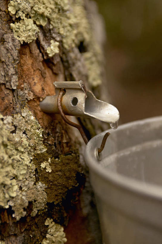 无人,竖图,室外,白天,正面,旅游,度假,美景,金属制品,加拿大,朦胧,模糊,金属,铁桶,桶,景观,树桩,娱乐,水管,树,树干,两个,自然,容器,享受,休闲,木桩,景色,放松,储藏,北美,北美洲,储存,自然风光,美洲,北亚美利加洲,亚美利加洲,魁北克省,彩图,贮存