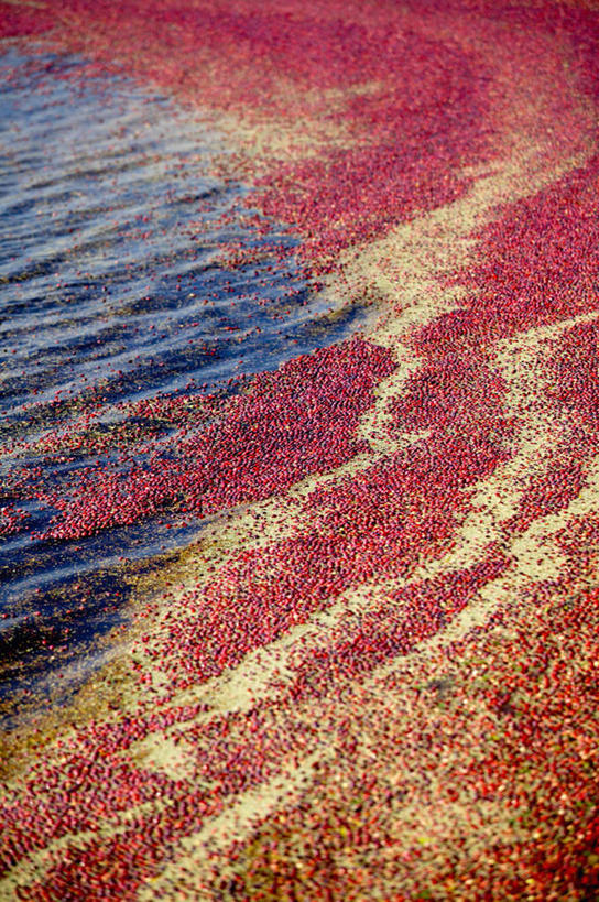 无人,竖图,俯视,室外,白天,旅游,度假,湖,湖泊,美景,水,浆果,水果,加拿大,漂浮,新鲜,湖面,景观,水流,水面,桑葚,桑椹,生食,食品,果实,娱乐,食物,红色,自然,湖水,覆盆子,享受,休闲,景色,放松,有机食品,绿色食品,漂流,北美,北美洲,自然风光,美洲,北亚美利加洲,亚美利加洲,流浪,魁北克省,流落,流散,漂泊,飘泊,飘流,彩图,高角度拍摄