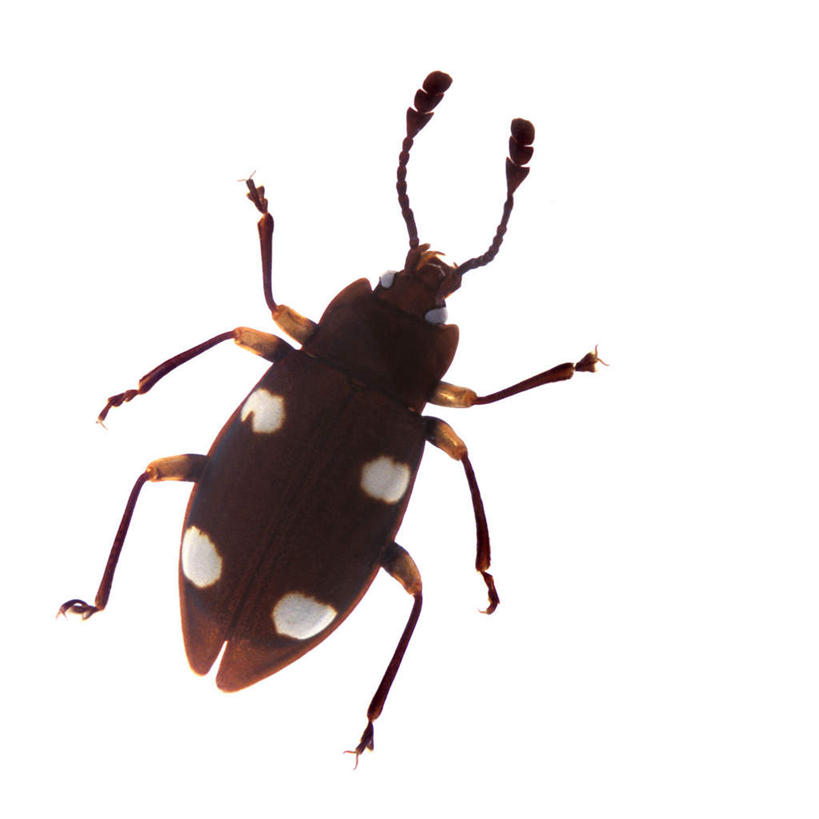 无人,方图,俯视,室内,特写,白天,白色背景,花纹,昆虫,天牛,斑点,注视,一只,爬行,动物,观察,看,摄影,影棚,观看,察看,关注,斑纹,匍匐,害虫,八角儿,啮桑,牛角虫,天水牛,彩图,高角度拍摄,全身,影棚拍摄,拍摄