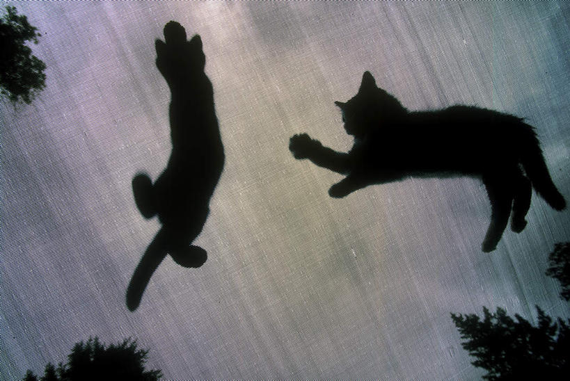 无人,跳,横图,室外,特写,白天,仰视,蹦床,日落,植物,宠物,猫,晚霞,霞光,落日,背光,注视,运动器械,树,树木,绿色,自然,黄昏,动物,观察,看,两只,健身器械,彩霞,可爱,生长,成长,观看,察看,关注,健身器材,猫咪,逆光,夕照,夕阳,跳跃,彩图,低角度拍摄,全身,斜阳,运动器材