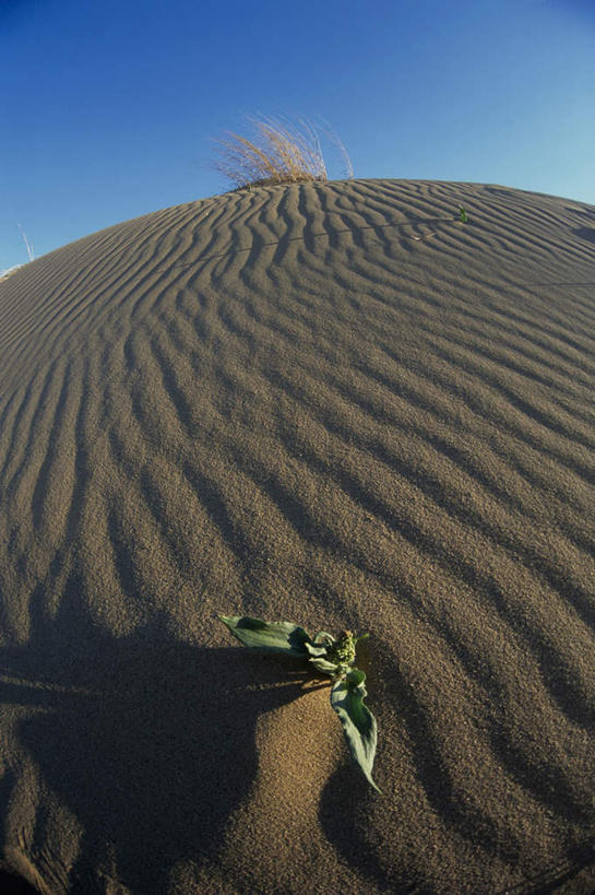 无人,竖图,室外,白天,正面,旅游,度假,美景,沙漠,加拿大,景观,娱乐,蓝色,蓝天,天空,自然,天,享受,休闲,景色,放松,晴朗,北美,北美洲,自然风光,美洲,万里无云,北亚美利加洲,亚美利加洲,马尼托巴,马尼托巴省,曼尼托巴省,大漠,砂漠,晴空,晴空万里,彩图