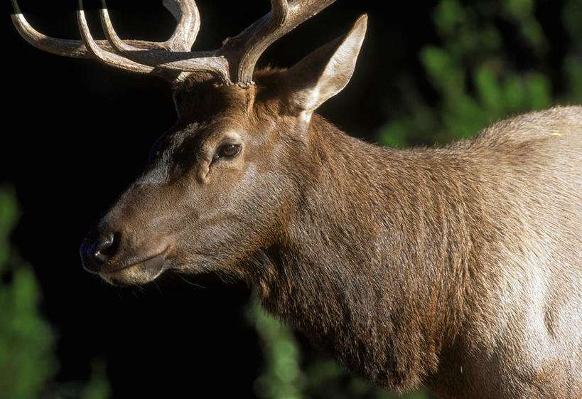 无人,公园,站,横图,室外,白天,侧面,旅游,度假,美景,树林,植物,哺乳动物,鹿,野生动物,加拿大,阴影,光线,影子,景观,注视,娱乐,树,树木,一只,绿色,阳光,自然,动物,观察,看,站着,享受,休闲,景色,放松,可爱,活泼,生长,成长,观看,察看,北美,北美洲,国家公园,关注,自然风光,美洲,觅食,阿尔伯塔省,阿尔伯塔,北亚美利加洲,亚美利加洲,八叉鹿,赤鹿,红鹿,黄臀赤鹿,艾伯塔,艾伯塔省,贾斯珀国家公园,马鹿,站立,半身,彩图