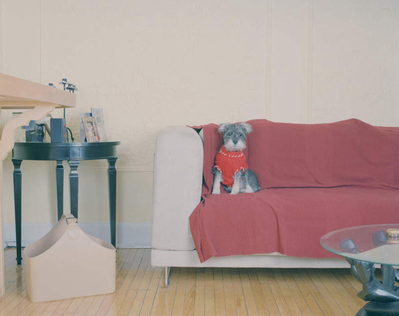 无人,坐,横图,室内,白天,正面,地板,沙发,桌子,宠物,狗,玻璃,阴影,服装,光线,相册,影子,墙,灯光,梗犬,雪纳瑞,地面,茶几,注视,木地板,墙壁,墙面,玻璃制品,一只,动物,观察,看,可爱,服饰,观看,察看,关注,雪纳瑞犬,布艺沙发,忠诚,雪纳瑞狗,宠物服,宠物服装,犬,坐着,彩图,全身