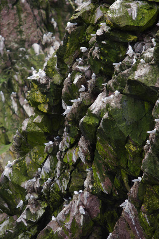 无人,站,竖图,俯视,室外,白天,旅游,度假,石头,美景,植物,海鸟,鸟,加拿大,许多,阴影,光线,鸟类,石子,影子,景观,青苔,苔藓,很多,注视,娱乐,绿色,阳光,自然,观察,看,站着,享受,休闲,景色,放松,可爱,生长,成长,观看,察看,北美,北美洲,关注,自然风光,美洲,北亚美利加洲,亚美利加洲,纽芬兰,纽芬兰省,鲣鸟,结巴鸟,石块,岩石,站立,彩图,高角度拍摄,全身