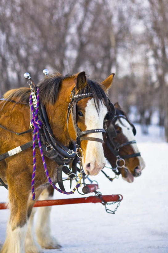 无人,站,竖图,室外,白天,侧面,旅游,度假,美景,森林,树林,雪,植物,大雪,马,野生动物,加拿大,阴影,光线,影子,积雪,景观,雪景,冬季,冬天,棕色,娱乐,树,树木,绿色,阳光,自然,动物,绳子,站着,享受,休闲,景色,放松,寒冷,运输,牲畜,生长,成长,绳索,北美,北美洲,两匹,自然风光,美洲,省会,北亚美利加洲,亚美利加洲,严寒,马尼托巴,马尼托巴省,曼尼托巴省,温尼伯,站立,半身,彩图