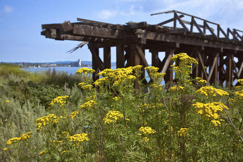 无人,横图,室外,白天,正面,旅游,度假,花海,花圃,美景,植物,叶子,美国,加拿大,阴影,盛开,光线,木板,影子,景观,云,云朵,桥,木桥,花蕾,云彩,破坏,娱乐,破损,栈桥,花,花瓣,花朵,花卉,鲜花,黄色,蓝色,绿色,白云,蓝天,天空,阳光,自然,花丛,花束,花田,天,花苞,花蕊,享受,休闲,景色,断裂,放松,晴朗,人行桥,木板桥,损坏,北美,北美洲,自然风光,美洲,威斯康辛州,明尼苏达州,北亚美利加洲,亚美利加洲,折断,密歇根,密歇根州,貂熊州,狼獾之州,狼獾州,明尼苏达,北星之州,威斯康星,威斯康星州,威斯康辛,权皮之州,獾穴之州,美洲獾之州,獾州,奶制品之州,安大略省,安省,苏必利尔湖,北美洲五大湖,五大湖,晴空,彩图