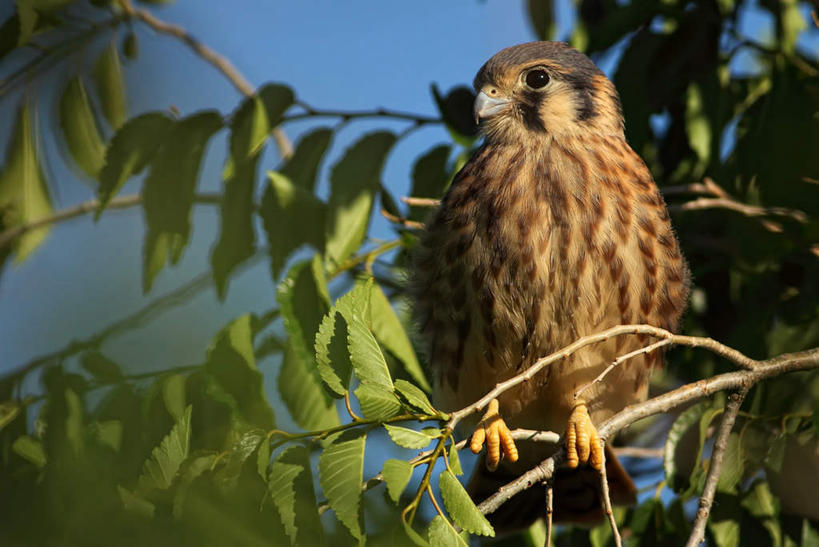 无人,站,横图,室外,特写,白天,仰视,旅游,度假,美景,植物,鸟,野生动物,加拿大,阴影,朦胧,模糊,光线,鸟类,影子,景观,枝条,注视,娱乐,树,树木,树枝,一只,蓝色,蓝天,天空,阳光,自然,动物,天,观察,看,站着,享受,休闲,景色,放松,晴朗,观看,察看,北美,北美洲,关注,自然风光,美洲,万里无云,北亚美利加洲,亚美利加洲,茶隼,红隼,红鹞子,萨省,萨斯喀彻温省,虬枝,枝杈,晴空,晴空万里,站立,彩图,低角度拍摄,全身