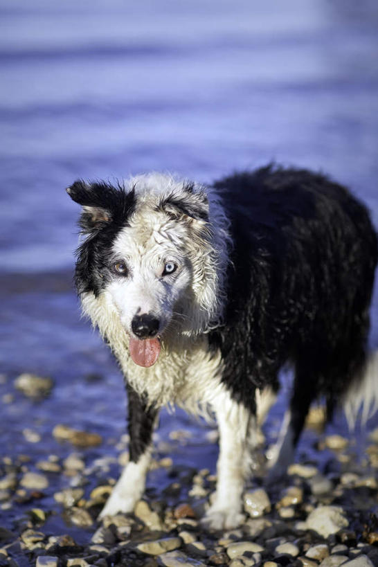 无人,站,竖图,俯视,室外,白天,旅游,度假,河流,美景,沙滩,水,宠物,狗,加拿大,朦胧,模糊,沙子,河岸,河水,河滩,景观,水流,沙地,注视,娱乐,一只,自然,动物,观察,看,站着,享受,休闲,景色,放松,可爱,观看,察看,北美,北美洲,关注,自然风光,美洲,忠诚,省会,北亚美利加洲,亚美利加洲,马尼托巴,马尼托巴省,曼尼托巴省,温尼伯,犬,站立,半身,彩图,高角度拍摄