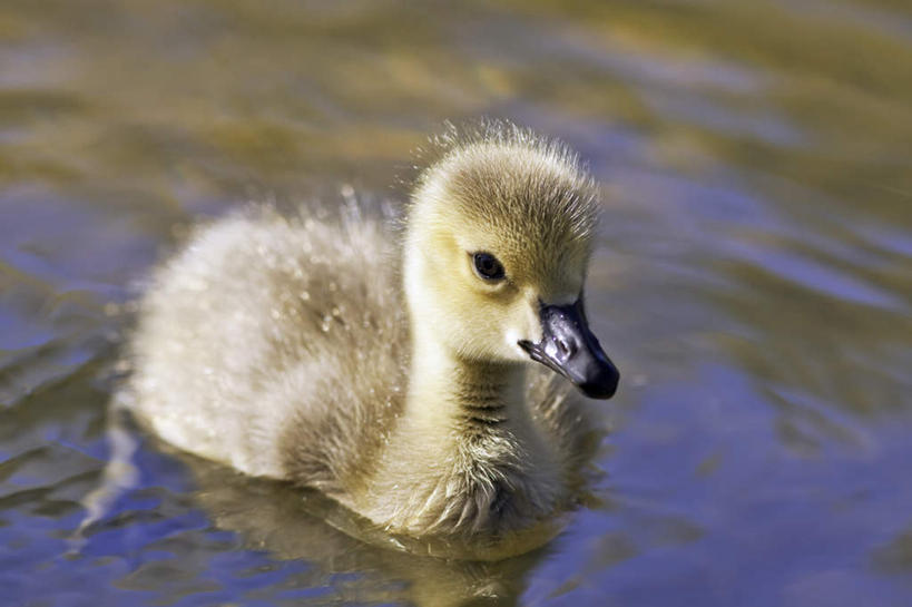 游泳,无人,横图,俯视,室外,特写,白天,旅游,度假,湖,湖泊,美景,水,鸟,加拿大,阴影,光线,鸟类,影子,湖面,景观,水流,水面,注视,娱乐,一只,阳光,自然,湖水,观察,看,享受,休闲,景色,放松,可爱,观看,察看,雁,北美,北美洲,关注,自然风光,美洲,黑雁,加拿大黑雁,省会,北亚美利加洲,亚美利加洲,加拿大雁,马尼托巴,马尼托巴省,曼尼托巴省,温尼伯,彩图,高角度拍摄,全身