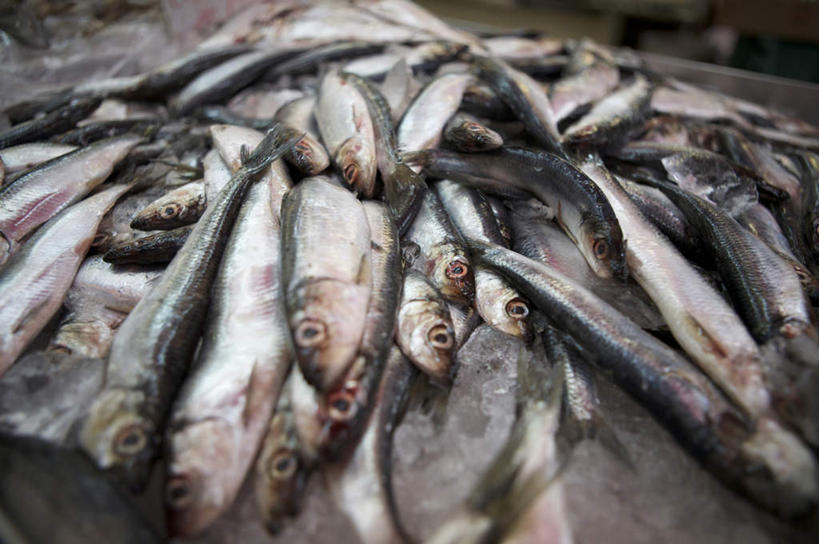 海鲜,无人,躺,横图,俯视,室内,白天,加拿大,阴影,光线,鱼,影子,水产,鱼类,海洋生物,阳光,死亡,北美,北美洲,水生动物,海产品,美洲,水生物,海底动物,北亚美利加洲,亚美利加洲,殒命,灭亡,卑诗省,不列颠哥伦比亚,不列颠哥伦比亚省,温哥华,卧着,躺着,卧,半身,彩图,高角度拍摄