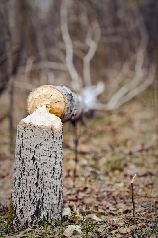 无人,站,竖图,俯视,室外,白天,旅游,度假,美景,植物,加拿大,许多,阴影,朦胧,模糊,光线,影子,景观,枝条,很多,凌乱,注视,娱乐,树,树木,树枝,一只,阳光,自然,观察,回头,看,站着,转头,享受,休闲,景色,放松,可爱,观看,察看,混乱,北美,北美洲,关注,自然风光,美洲,海狸,北亚美利加洲,亚美利加洲,海狸鼠,河狸,马尼托巴,马尼托巴省,曼尼托巴省,纷乱,缭乱,庞杂,虬枝,枝杈,站立,彩图,高角度拍摄,全身