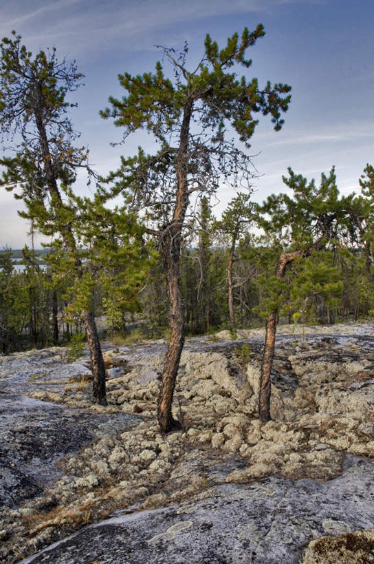 无人,竖图,室外,白天,正面,旅游,度假,石头,美景,植物,加拿大,阴影,光线,石子,影子,景观,娱乐,树,树木,蓝色,绿色,蓝天,天空,阳光,自然,天,享受,休闲,景色,放松,生长,晴朗,成长,北美,北美洲,自然风光,美洲,万里无云,首府,北亚美利加洲,亚美利加洲,西北地区,耶罗纳夫,耶洛奈夫,石块,岩石,晴空,晴空万里,彩图
