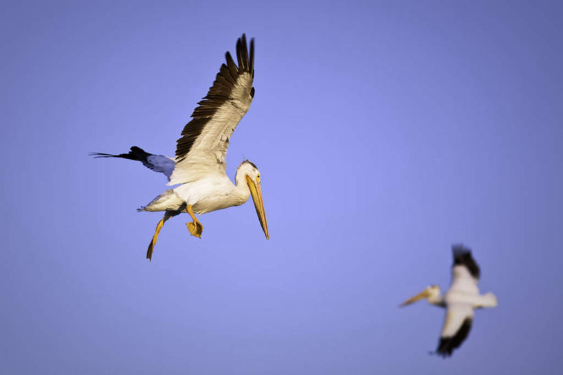 无人,横图,室外,白天,仰视,旅游,度假,美景,鸟,野生动物,加拿大,飞翔,伸展,张开,展翅,阴影,飞行,光线,翅膀,鸟类,影子,景观,翱翔,娱乐,飞,蓝色,蓝天,天空,阳光,自然,动物,天,两只,享受,休闲,景色,放松,可爱,活泼,晴朗,北美,北美洲,自然风光,美洲,鹈鹕,张开翅膀,塘鹅,万里无云,北亚美利加洲,亚美利加洲,白鹈鹕,马尼托巴,马尼托巴省,曼尼托巴省,展开翅膀,晴空,晴空万里,彩图,低角度拍摄,全身