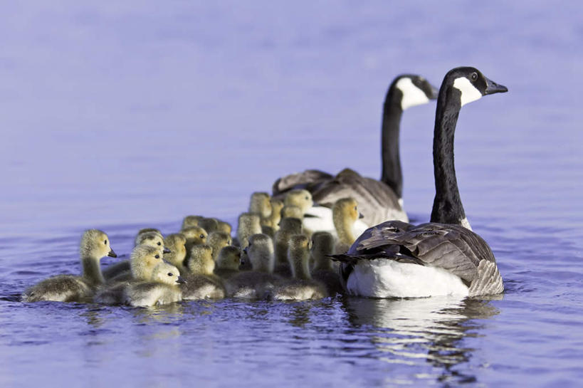 游泳,无人,横图,室外,白天,正面,旅游,度假,海浪,海洋,美景,鹅,鸟,野生动物,加拿大,许多,阴影,光线,鸟类,水鸟,影子,景观,浪花,注视,娱乐,阳光,自然,海水,动物,观察,看,享受,休闲,景色,放松,可爱,活泼,观看,察看,北美,北美洲,关注,自然风光,美洲,加拿大鹅,海景,北亚美利加洲,亚美利加洲,泅水,马尼托巴,马尼托巴省,曼尼托巴省,拍浮,大海,风浪,海,海水的波动,近岸浪,涌浪,彩图,全身