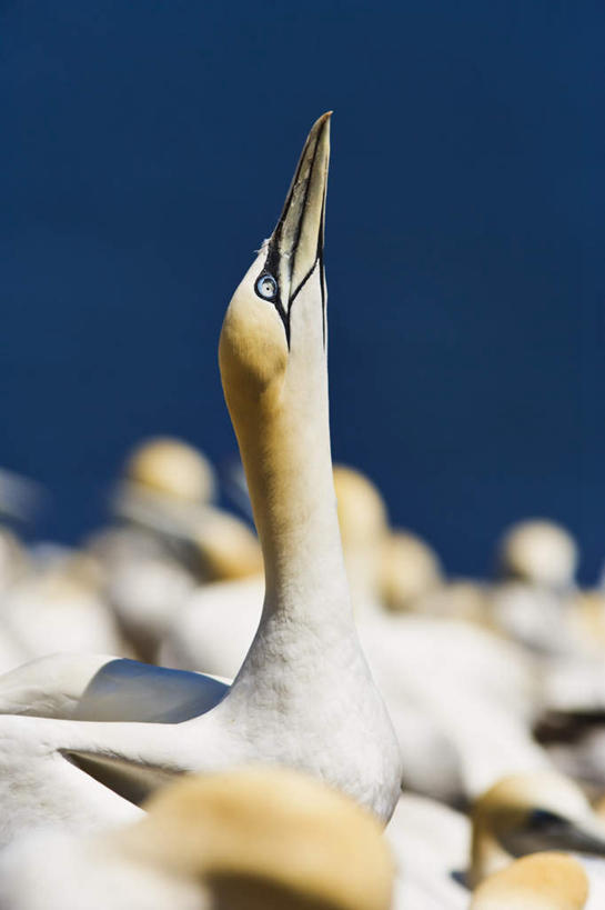 无人,站,竖图,室外,特写,白天,正面,旅游,度假,海浪,海洋,美景,海鸟,鸟,加拿大,许多,阴影,朦胧,模糊,光线,鸟类,影子,景观,浪花,注视,娱乐,白色,阳光,自然,海水,观察,看,站着,享受,休闲,景色,放松,观看,察看,卫生,北美,北美洲,关注,自然风光,美洲,海景,纯真,北亚美利加洲,亚美利加洲,洁净,光明,恬静,中间色,朴素,清白,魁北克省,鲣鸟,结巴鸟,大海,风浪,海,海水的波动,近岸浪,涌浪,站立,半身,彩图