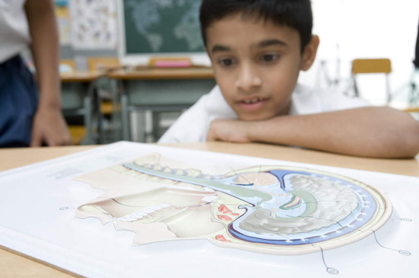 儿童,内脏,动脉,静脉,两个人,伙伴,朋友,站,坐,横图,室内,白天,正面,制服,友谊,纯洁,桌子,道路,静物,地图,亚洲,服装,信息,医学,交通,注视,方向,书桌,小孩,课桌,模型,黑板,观察,看,趴着,站着,教室,同学,校服,可爱,童年,童趣,教学,人体,观看,引导,指引,察看,图标,生物学,人体器官,课堂,器官,校友,关注,结构图,童真,烂漫,无邪,学生服,生理学,同窗,学友,耐磨,教学黑板,教具,天真,友情,男孩,男人,男性,阿拉伯人,白种人,亚洲人,趴,站立,坐着,半身,彩图,导航,男生