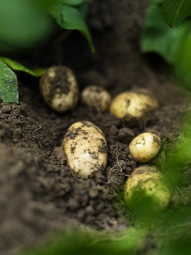 无人,竖图,俯视,室外,特写,白天,旅游,度假,美景,蔬菜,土豆,新鲜,景观,泥土,土壤,食品,娱乐,布置,食物,自然,享受,休闲,景色,放松,有机食品,绿色食品,安排,自然风光,安顿,安放,安置,芋艿,洋芋,山药蛋,马铃薯,彩图,高角度拍摄