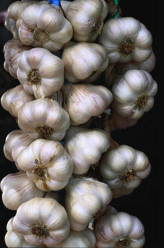无人,竖图,室外,特写,白天,正面,蒜,许多,吊挂,悬挂,阴影,丰富,芳香,光线,影子,调料,调味品,很多,丰盛,挂,调味料,蒜头,阳光,芬芳,丰硕,馨香,胡蒜,丰厚,富厚,厚实,大蒜,彩图
