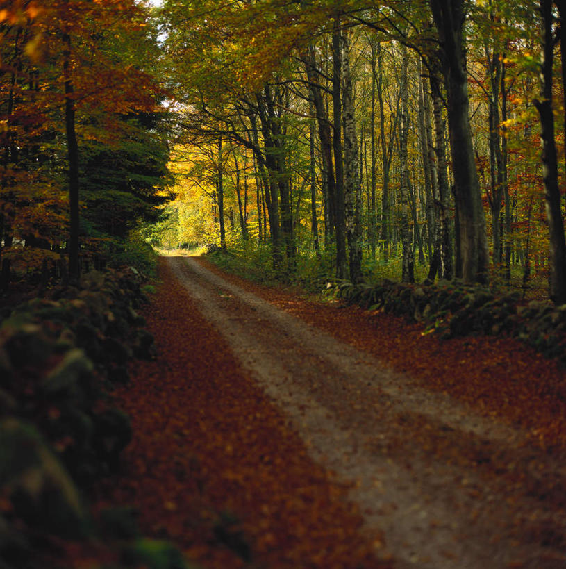 无人,方图,室外,白天,正面,旅游,度假,美景,树林,植物,道路,路,阴影,光线,影子,景观,云,云朵,小路,交通,云彩,娱乐,树,树木,蓝色,绿色,白云,蓝天,天空,阳光,自然,天,享受,休闲,景色,放松,生长,晴朗,成长,昏暗,阴暗,幽暗,自然风光,暗淡,惨淡,灰暗,晦暗,晴空,彩图