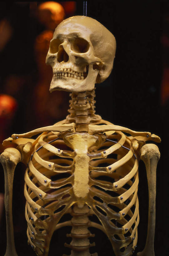 骨骼,无人,医院,竖图,室内,白天,正面,阴影,光线,影子,灯光,骨头,模型,死亡,骨架,恐怖,可怕,医疗机构,可骇,殒命,灭亡,人体结构,恐惧,彩图,全身,病院,诊所