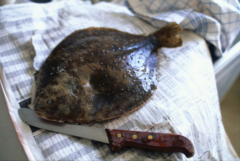 无人,横图,俯视,室内,白天,金属制品,一把,一条,阴影,光线,金属,鱼,布料,工具,影子,刀具,布纹,水产,鱼类,桌布,阳光,餐巾,台布,刀,水生动物,菜刀,水生物,鳊鱼,武昌鱼,切菜刀,鳊花,槎头鳊,缩项鳊,彩图,高角度拍摄,全身