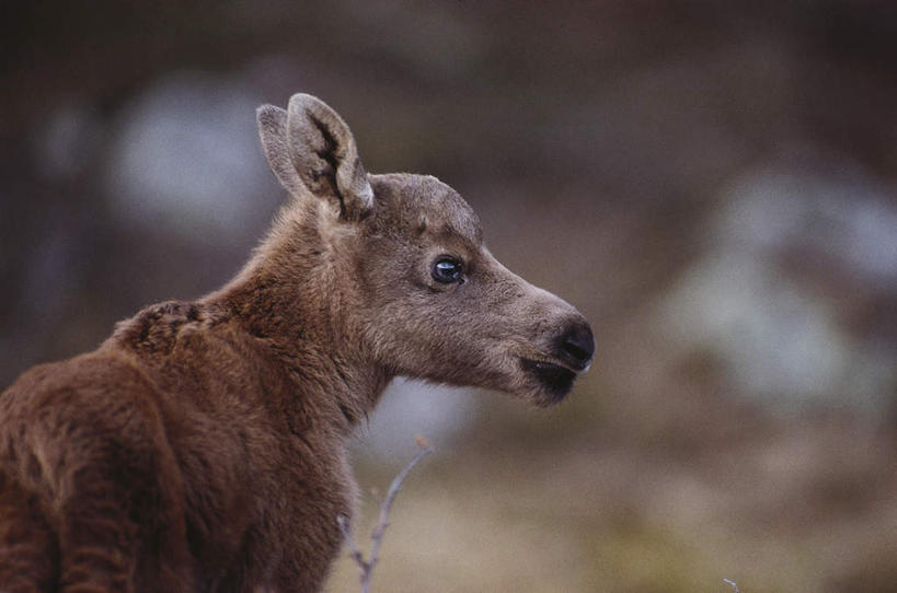 无人,站,横图,室外,白天,侧面,植物,哺乳动物,鹿,野生动物,阴影,朦胧,模糊,光线,影子,枝条,注视,树,树木,树枝,一只,阳光,动物,观察,看,站着,可爱,小心,活泼,观看,察看,关注,警惕,警戒,警觉,虬枝,枝杈,鉴戒,站立,半身,彩图